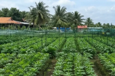 Bán Đất nông nghiệp Đường Điện Biên Phủ, Tân Biên