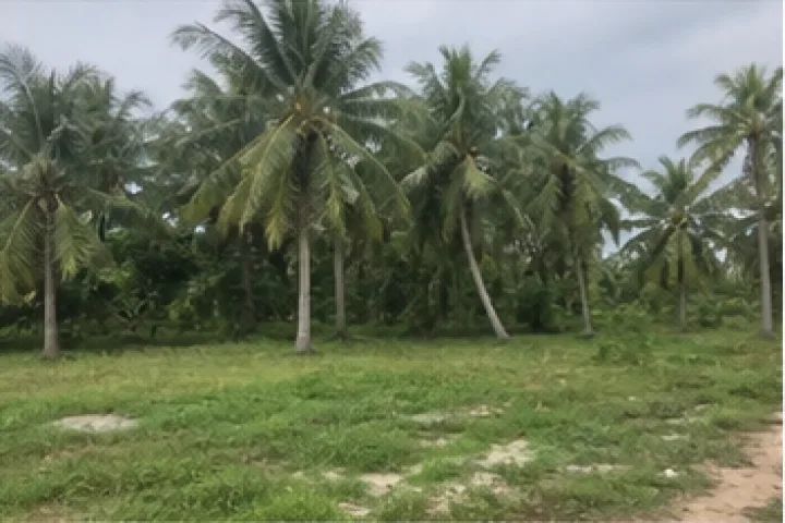 Bán Đất nông nghiệp Đường 30/4, TP. Tây Ninh
