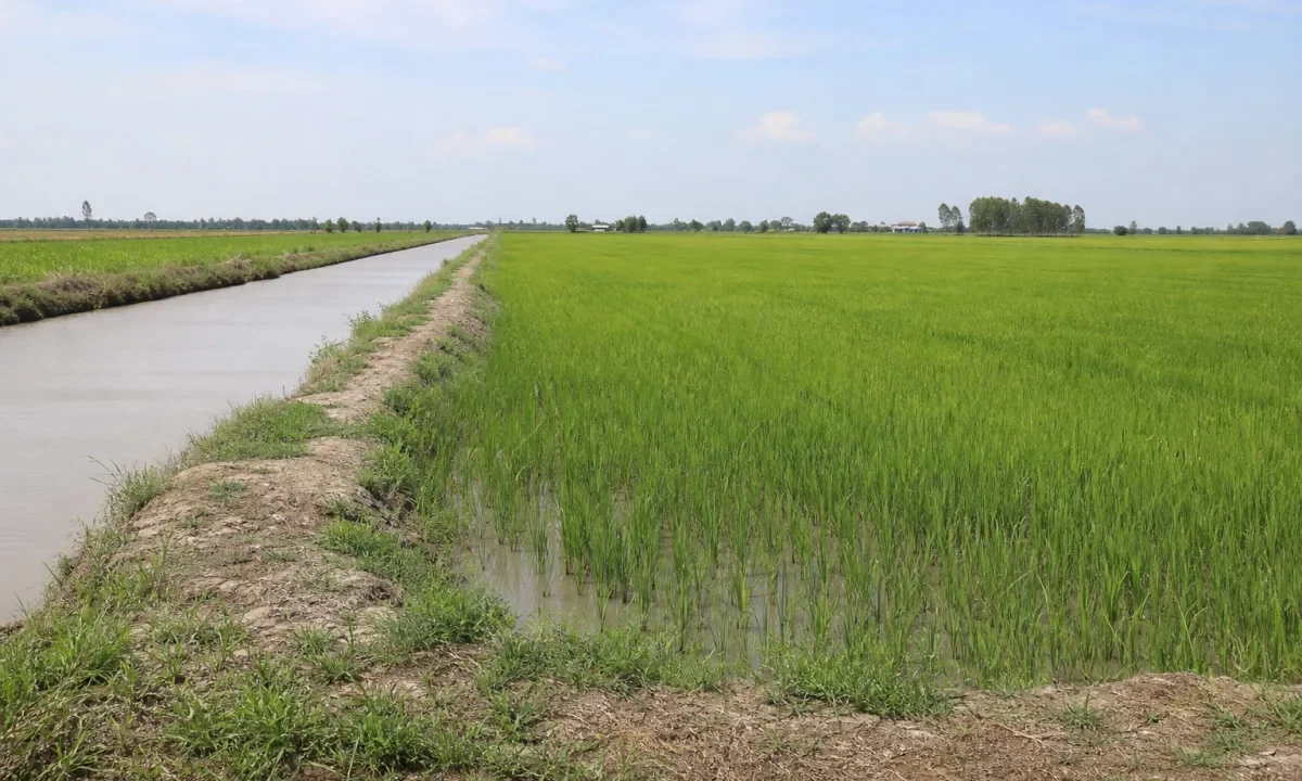 Bán đất trồng lúa biên giới Vĩnh Hưng