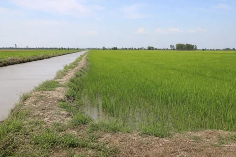 Bán đất trồng lúa biên giới Vĩnh Hưng
