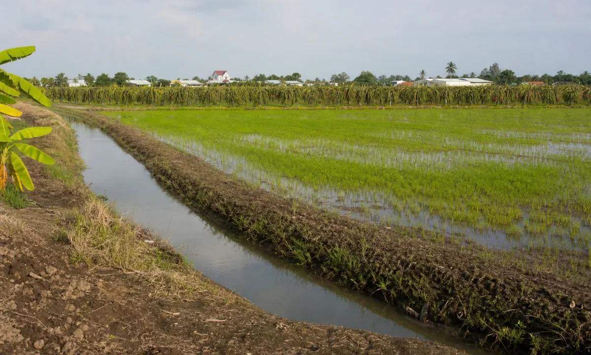 Bán đất trồng lúa Thị trấn Tầm Vu, Châu Thành (Long An cũ)