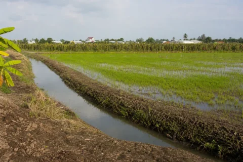 Bán đất trồng lúa Thị trấn Tầm Vu, Châu Thành (Long An cũ)