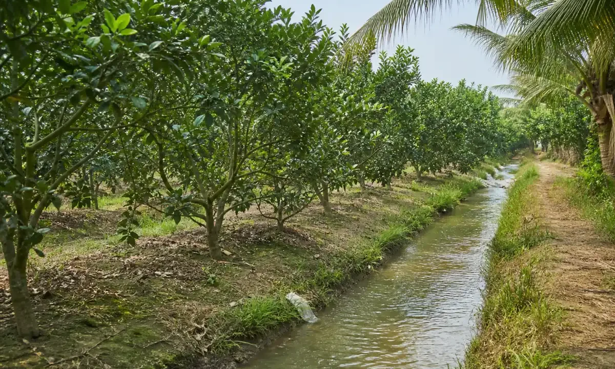 Bán đất nông nghiệp trồng cây ăn trái, Tân Trụ