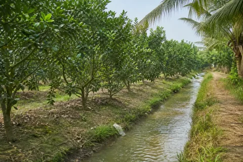 Bán đất nông nghiệp trồng cây ăn trái, Tân Trụ