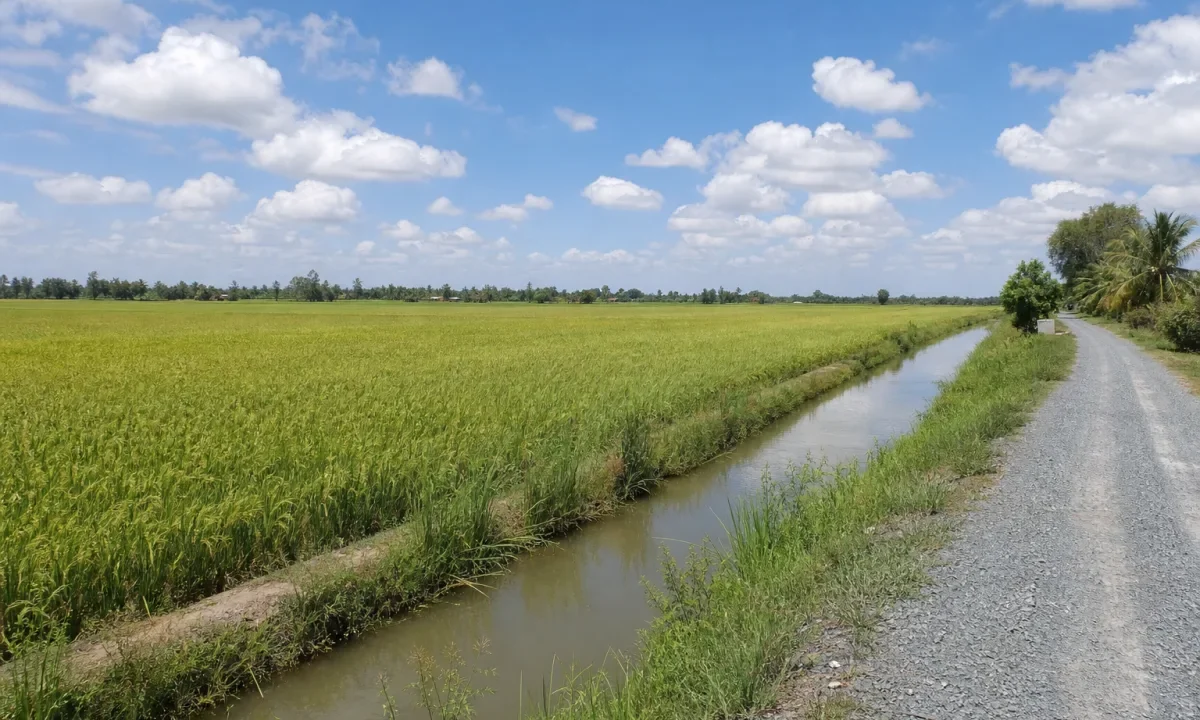 Bán đất trồng lúa vùng Đồng Tháp Mười, Mộc Hóa