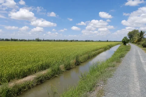 Bán đất trồng lúa vùng Đồng Tháp Mười, Mộc Hóa