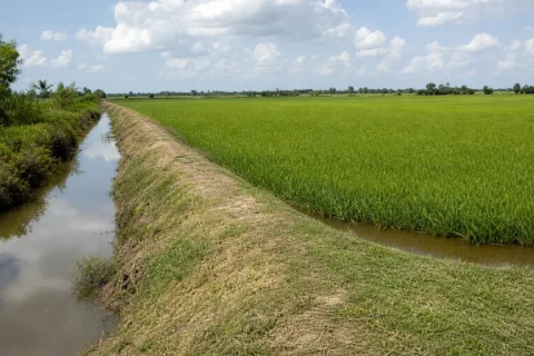 Bán đất trồng lúa biên giới Tân Hưng