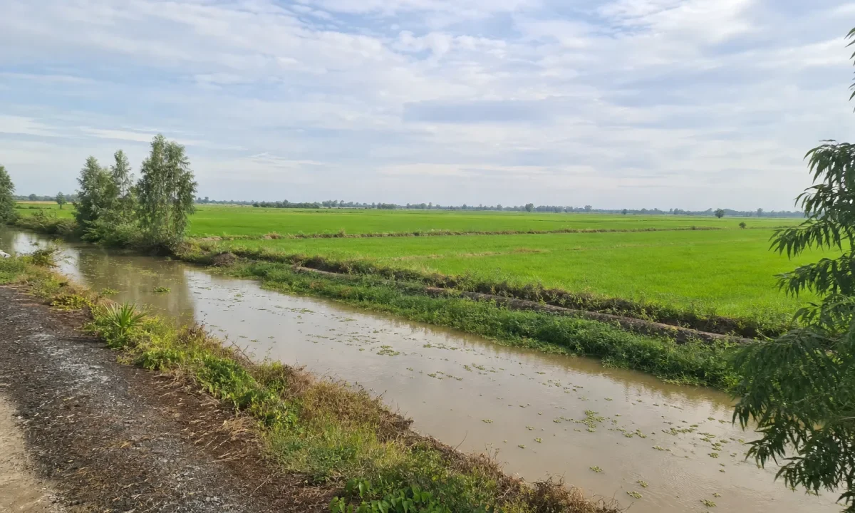 Bán đất trồng lúa Tân Thạnh, Đồng Tháp Mười