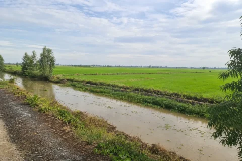 Bán đất trồng lúa Tân Thạnh, Đồng Tháp Mười