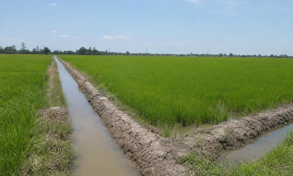 Bán đất trồng lúa Thạnh Hóa, Đồng Tháp Mười