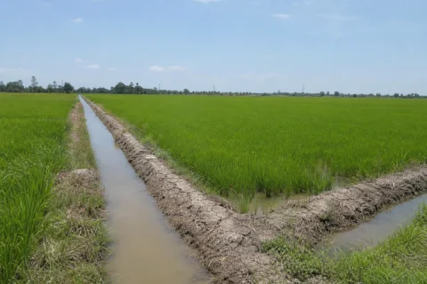 Bán đất trồng lúa Thạnh Hóa, Đồng Tháp Mười