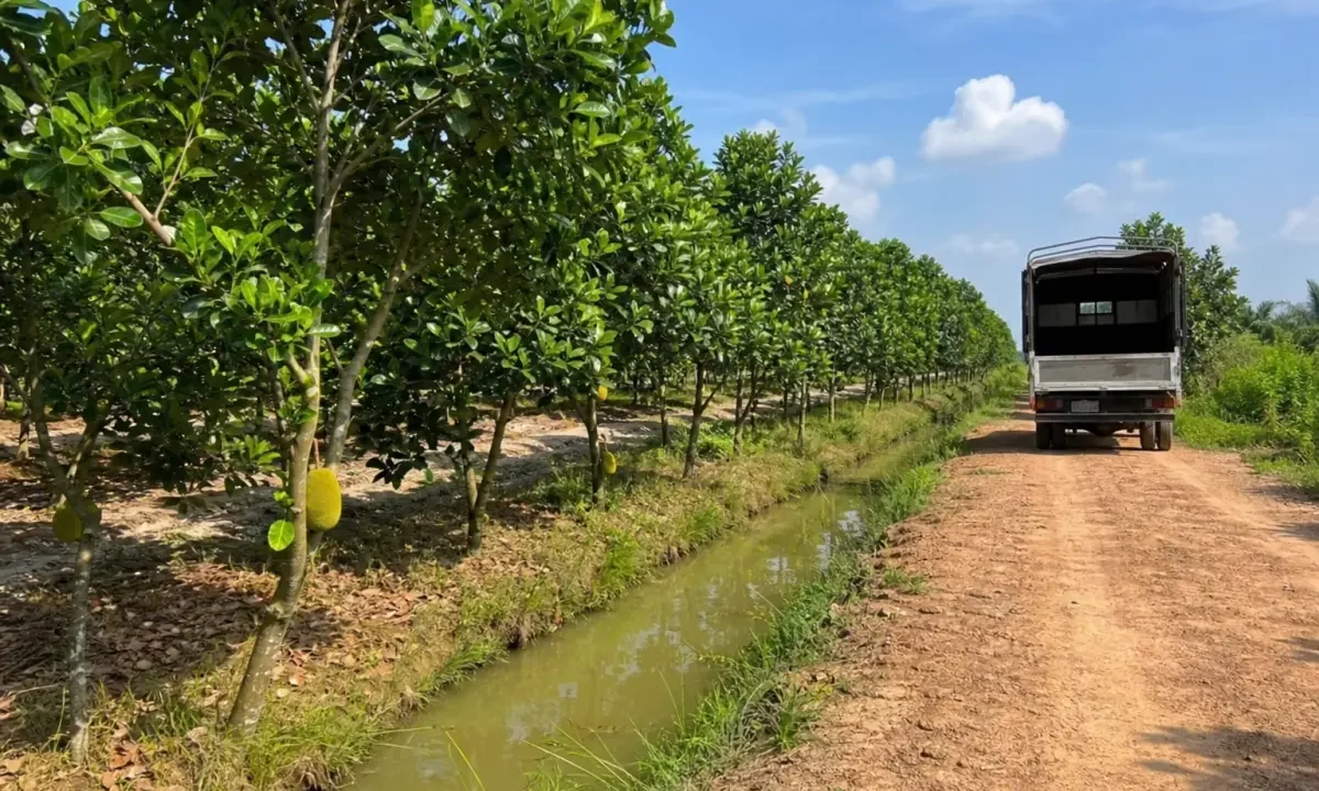 Bán đất nông nghiệp trồng cây lâu năm, Đức Huệ