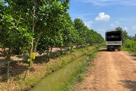 Bán đất nông nghiệp trồng cây lâu năm, Đức Huệ
