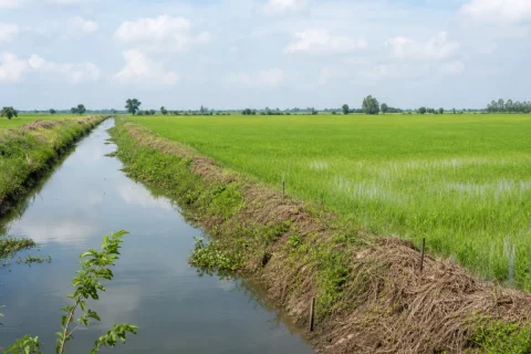 Bán đất nông nghiệp trồng lúa, Kiến Tường