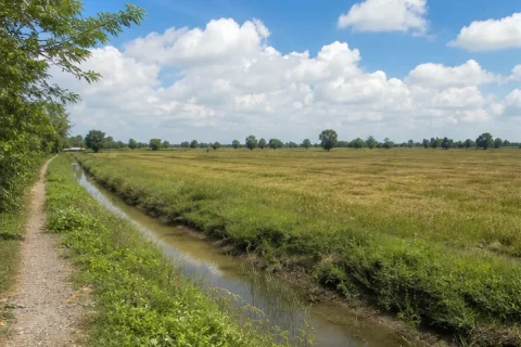 Bán đất nông nghiệp Xã Bình Hòa, Mộc Hóa