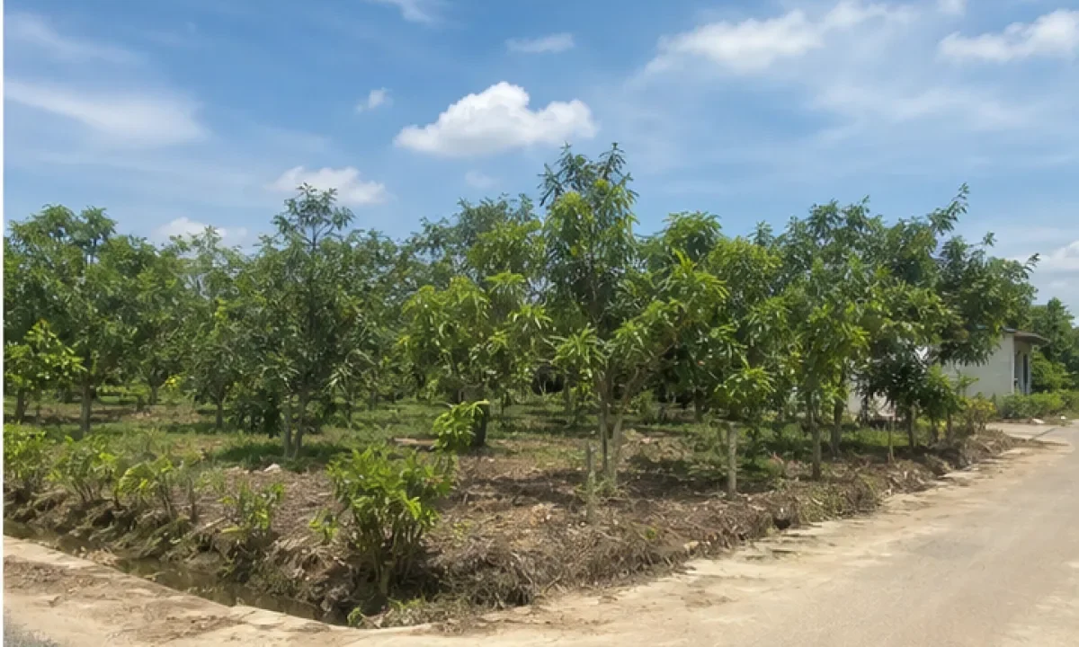 Bán đất nông nghiệp Xã Mộc Hóa, Mộc Hóa