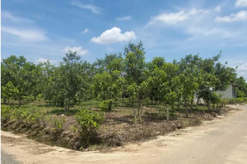 Bán đất nông nghiệp Xã Mộc Hóa, Mộc Hóa