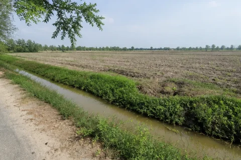 Bán đất nông nghiệp Xã Thạnh Phước, Thạnh Hóa