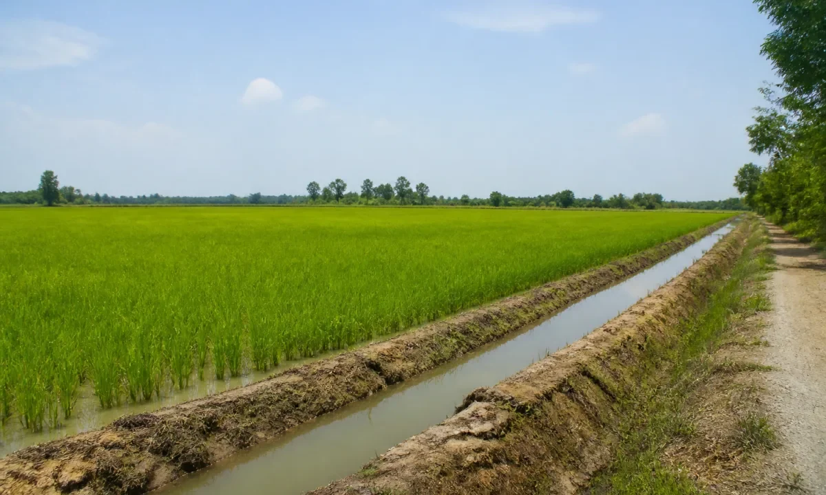 Bán đất nông nghiệp Xã Đức Huệ, Đức Huệ