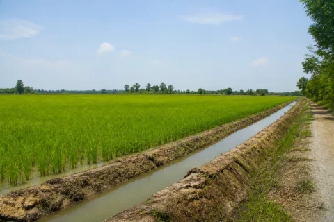 Bán đất nông nghiệp Xã Đức Huệ, Đức Huệ
